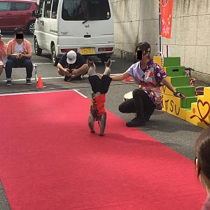 Monkey in a street performance