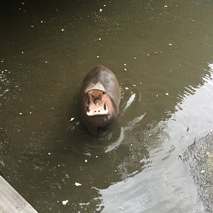 Hippopotamus - Nagasaki Bio Park