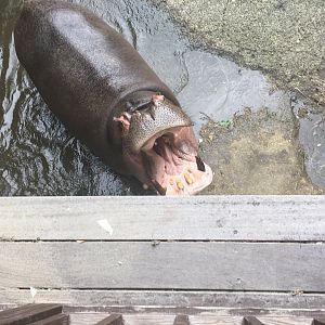 Hippopotamus- Nagasaki Bio Park