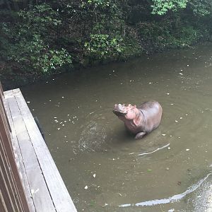 Hippopotamus - Nagasaki Bio Park