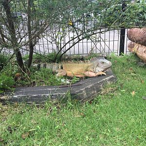 Green Iguana- Nagasaki Bio Park