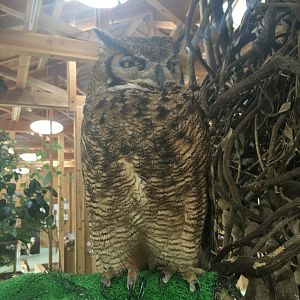 Great horned owl (referred as Magelanian by the park)- Nagasaki Bio Park