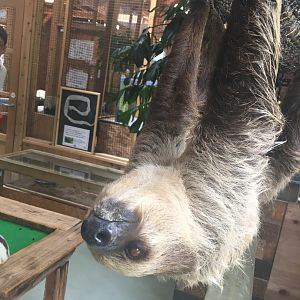 Two toed sloth- Nagasaki Bio Park