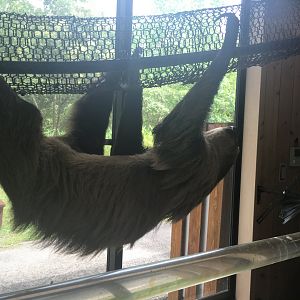 Two toed sloth- Nagasaki Bio Park