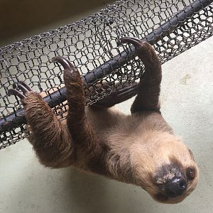 Two toed sloth- Nagasaki Bio Park