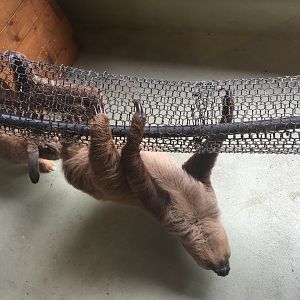 Two-toed sloth- Nagasaki Bio Park