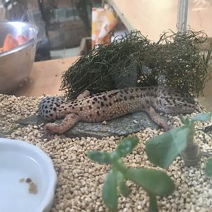 Leopard gecko- Nagasaki Bio Park