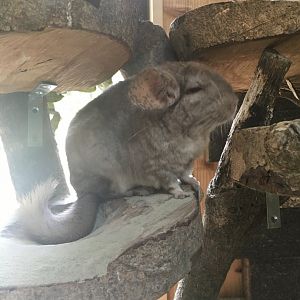 Chinchilla in- Nagasaki Bio Park