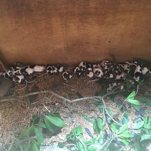 Panda mice- Nagasaki Bio Park
