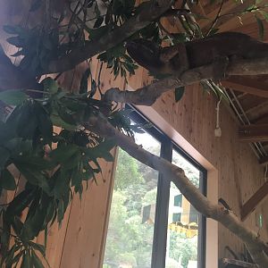 Hide and seek- Nagasaki Bio Park