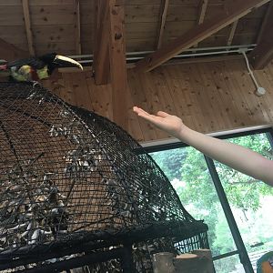 Aracari (id needed)- Nagasaki Bio Park