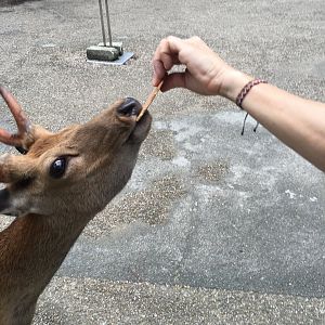 A Nara local (professionally known as a sika deer) taking a cracker off my mom's hand.