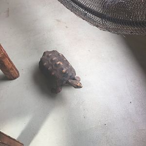 Red footed tortoise- Nagasaki Bio Park