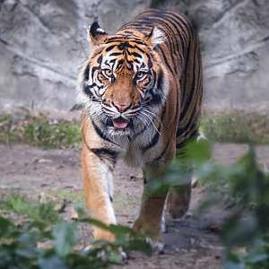 Jan. 2022 - Land of the Tiger - Sumatran Tiger