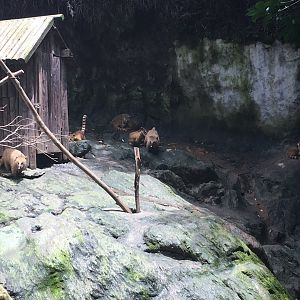 Coatimundi enclosure- Nagasaki Bio Park