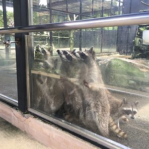 Begging raccoons- Nagasaki Bio Park