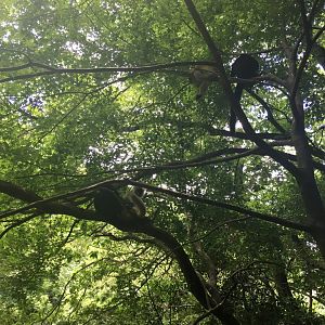 Black lemurs- Nagasaki Bio Park