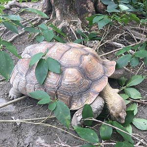 African spurred tortoise- Nagasaki Bio Park