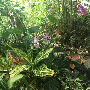 Idea leuconoe- Nagasaki Bio Park