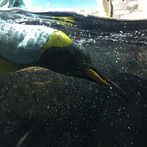 King penguin