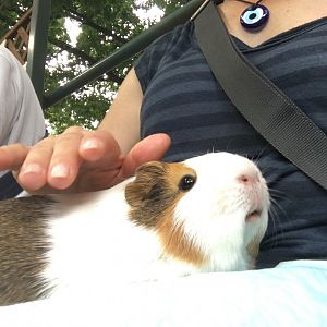 guinea pig on my mother's lap