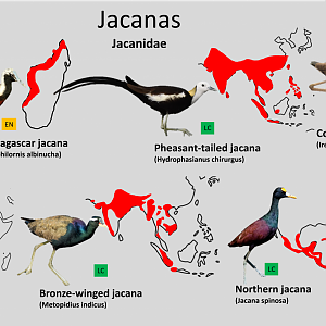 Jacana distribution maps