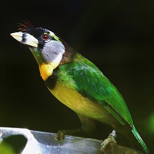Fire-tufted Barbet (Psilopogon pyrolophus)