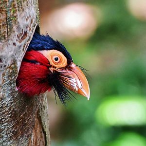 Bearded Barbet (Lybius dubius)