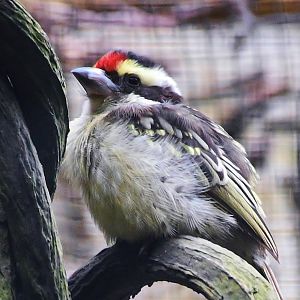 Red-fronted Barbet (Tricholaema diademata)