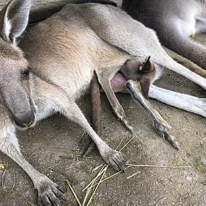 Grey Kangaroos- Nagasaki Biopark