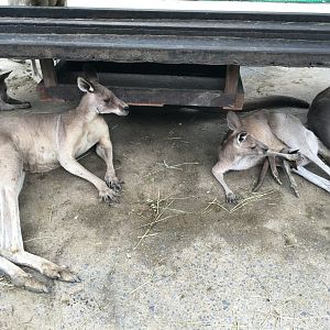 Grey Kangaroos- Nagasaki Biopark
