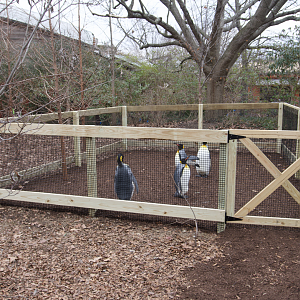 Jan. 2022 - Children's Zoo - Penguin Parade Pen