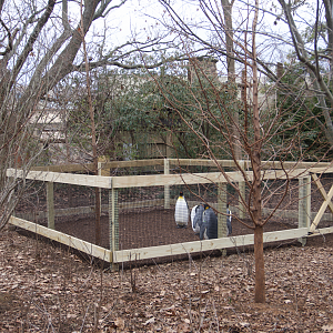 Jan. 2022 - Children's Zoo - Penguin Parade Pen
