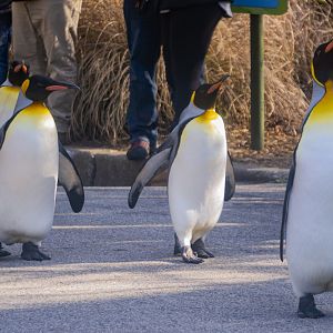 Jan. 2022 - Penguin Parade