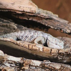 Desert spiny lizard - Sceloporus magister