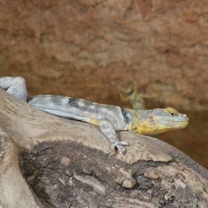 Baja blue rock lizard - Petrosaurus thalassinus