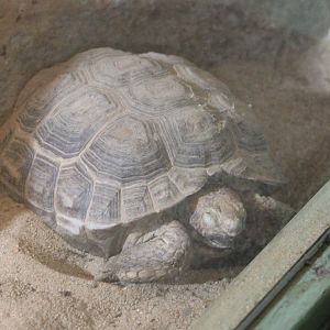 Texas tortoise - Gopherus berlandieri