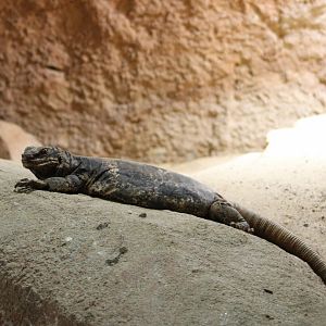 Common chuckwalla - Sauromalus ater
