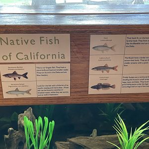 signage for fish