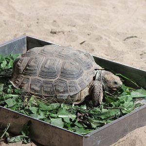 Texas tortoise - Gopherus berlandieri
