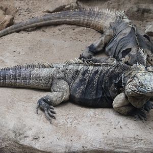 Cuban ground iguanas - Cyclura nubila
