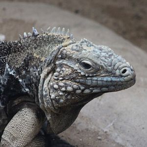 Cuban ground iguana - Cyclura nubila