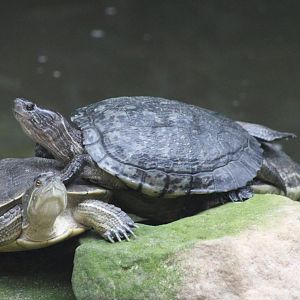 North Antillean slider - Trachemys decussata