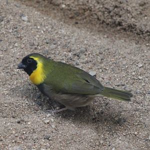 Cuban grassquit