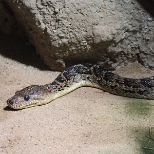 Cuban boa - Chilabothrus angulifer