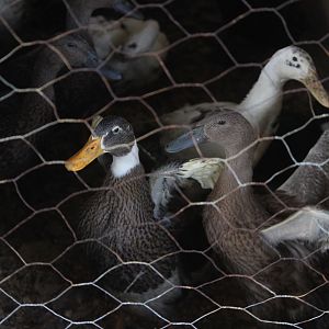 Indian Runner ducks, Horowhenua AP&I Show 2022