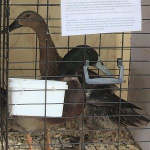 Indian Runner ducks, Horowhenua AP&I Show 2022