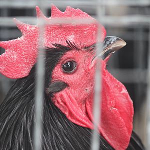 Orpington rooster, Horowhenua AP&I Show 2022