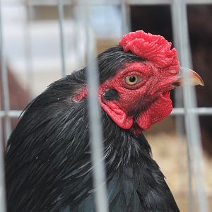 Indian Game rooster, Horowhenua AP&I Show 2022