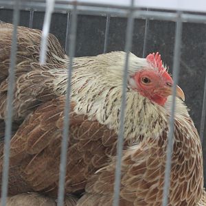 Salmon Pekin hen, Horowhenua AP&I Show 2022